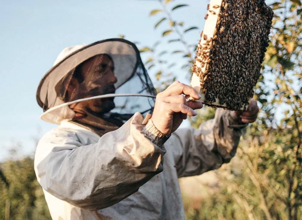 Beekeeper encounter
